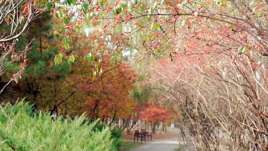 北京秋天公园里多彩的树林