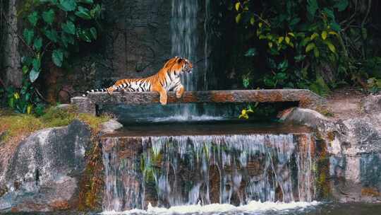 老虎躺在瀑布附近的岩石上泰国