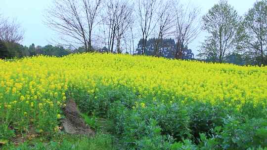 成片油菜花田与城市建筑相映成趣