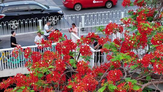 中国广东省广州市越秀区海印桥凤凰花