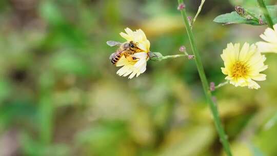 蜜蜂飞行 慢动作 翅膀缓慢拍打 采蜜花朵