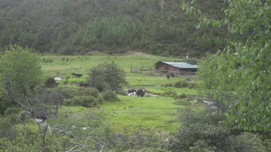 香格里拉牧场农场风光风景