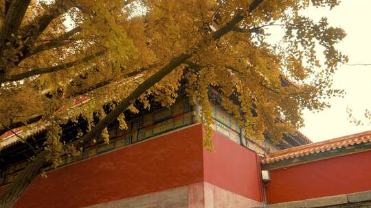 北京故宫的银杏十八槐银杏