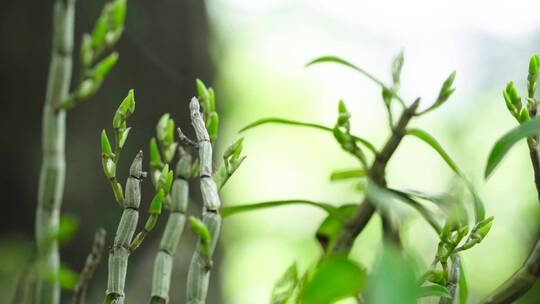 中草药霍山石斛中药材铁皮石斛种植基地