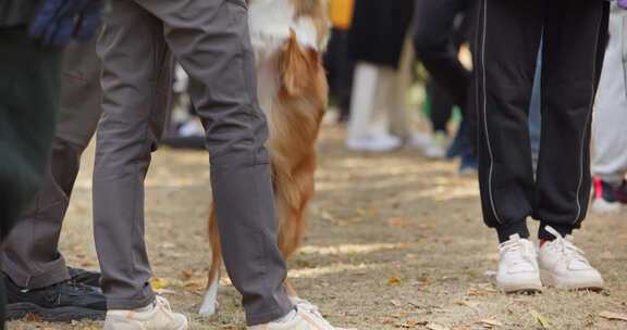 宠物犬宠物狗玩耍嬉戏遛狗