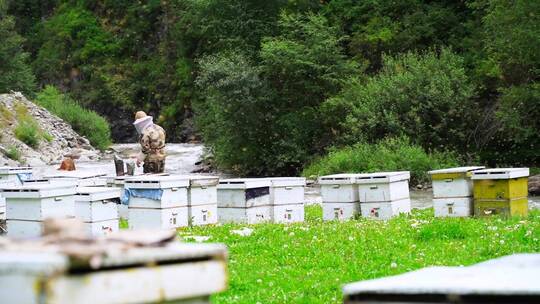 新疆山区养蜂人蜜蜂的蜂箱与蜂蜜