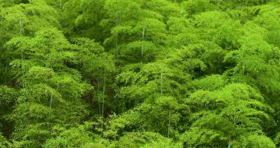 青山竹海竹山竹林竹子