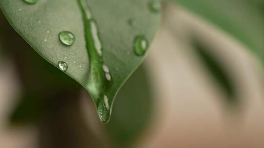 树叶滴水 树叶 水滴 叶 水 大自然水