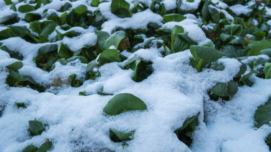冰雪融化植物苏醒延时4K实拍空镜
