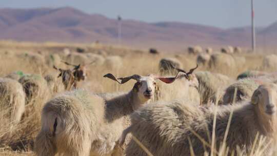 若尔盖草原羊群