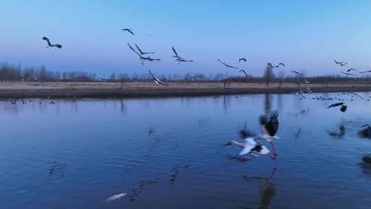 湿地候鸟迁徙 候鸟飞翔视频素材模板下载
