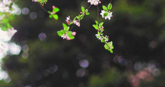 春天盛开的花朵