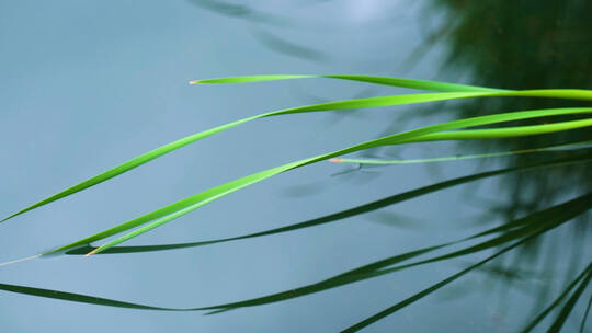 水面倒影芦苇唯美自然风光视频素材模板下载