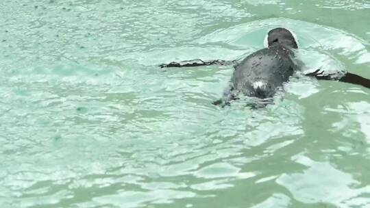 企鹅在水中游泳视频素材模板下载