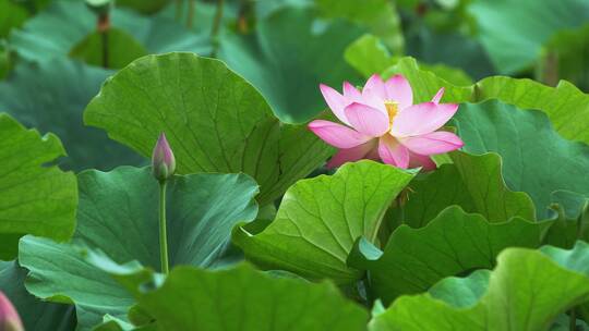 荷花自然涟漪露水池塘开花莲蓬公园花瓣雨诗