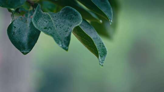 绿叶雨后雨滴水珠