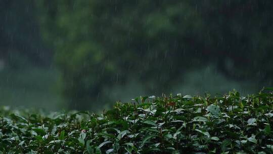 江南春天春雨雨滴绿色植物升格空镜