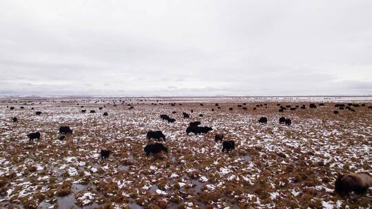 初冬草原牦牛群在雪地吃草