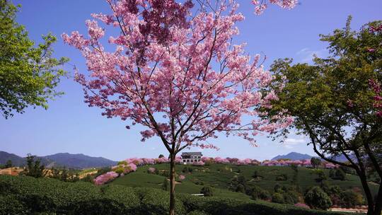 浪漫樱花茶园 阳光樱花树