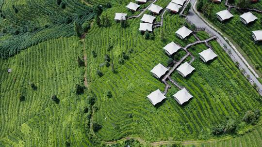 4k航拍云南普洱名茶茶园茶山 6视频素材模板下载