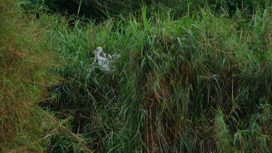 湿地公园的白鹭