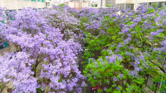 昆明蓝花楹航拍