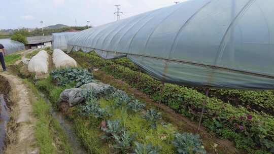 乡村田园农业种植蔬菜春耕蔬菜实拍