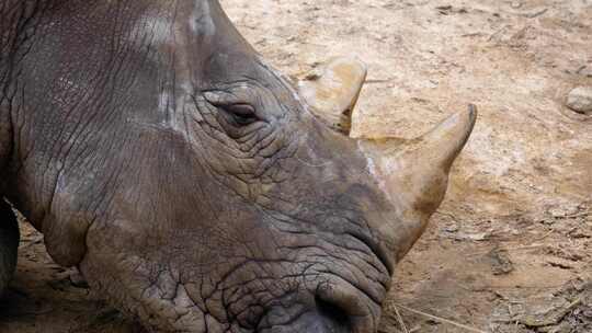 泰国考丘开放动物园的犀牛躺在地上