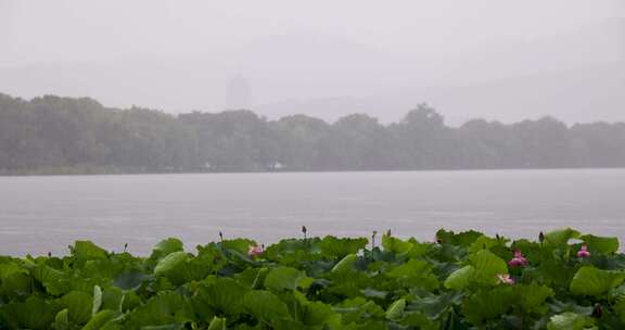 杭州西湖雨中荷花视频