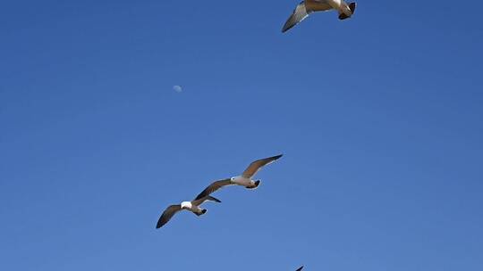 蓝天大海沙滩海鸥飞翔慢动作生态保护