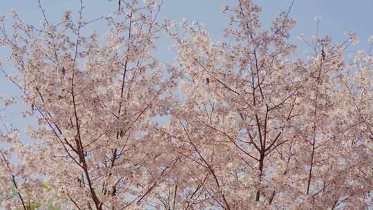 粉色樱花树视频素材模板下载