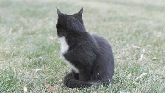 黑猫在草地上休息打盹坐着