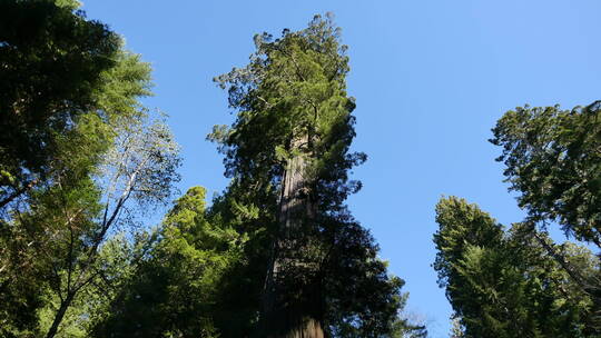 蓝天下的红杉树景观