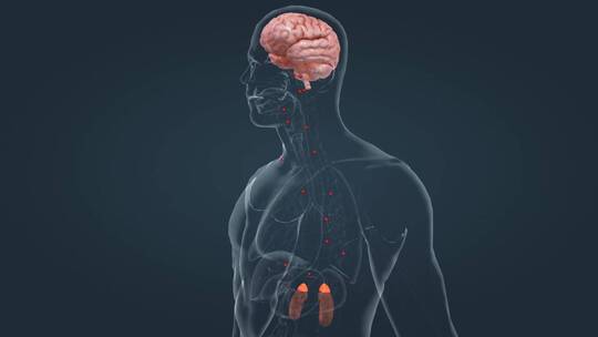 肾脏 肾上腺 肾 医学 人体 器官 动画