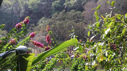 广东深圳仙湖植物园郁金花展览