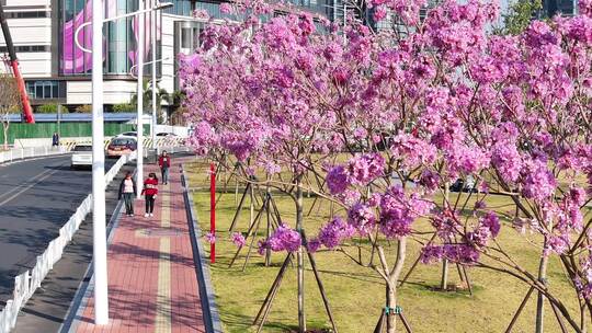 中国广东省广州市海珠区瑞宝街道紫花风铃木