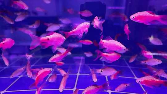 水族馆的鱼
