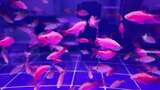 水族馆的鱼高清在线视频素材下载