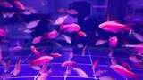 水族馆的鱼高清在线视频素材下载