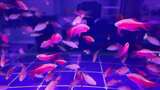 水族馆的鱼高清在线视频素材下载