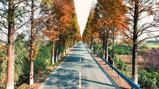 杭州绝美秋景道路航拍