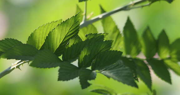 春天生机勃勃的树叶嫩芽新枝芽