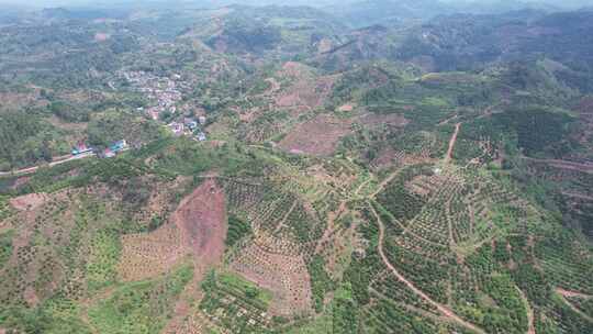 山川丘陵水果种植水果基地航拍