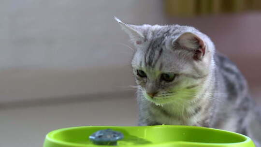 可爱的小猫从喷泉里玩水