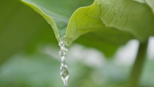 荷叶水滴露珠流水慢镜头升格