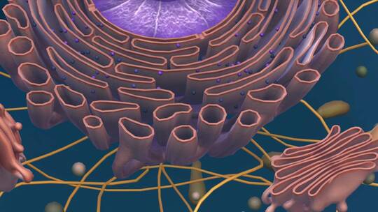 医学人体细胞膜细胞质囊泡细胞骨架高尔基体