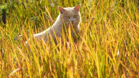 秋天出游橘猫猫咪野外玩耍治愈自由