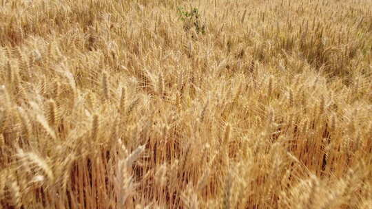金黄色麦子 成熟的小麦视频素材模板下载