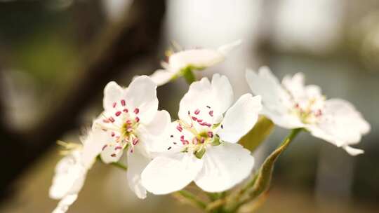 春天梨花蜜蜂采蜜