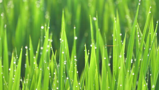 夏日秋后成熟的水稻水稻田